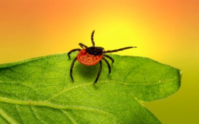 Take a Hike: Get Ticked Off about Lyme Disease